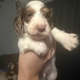 Cupid AKC - Piebald male Dachshund puppy in Erie, Michigan from Champagne’s Grinch Toe’d Dachshunds