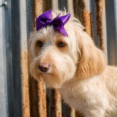 Minnie - Goldendoodle