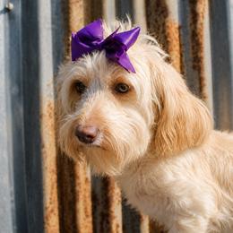 Minnie - Goldendoodle