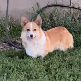 Gemma - Pembroke Welsh Corgi