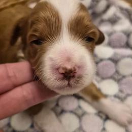 LR- Blue Boy - Red  male Goldendoodle puppy in Lewisville, Texas from Texas Goldendoodle Lovers