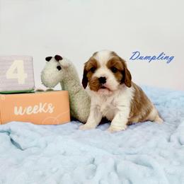 AKC Blenheim Boy - Blenheim male Cavalier King Charles Spaniel puppy in Louisville, Kentucky from Ali-Mae Cavaliers