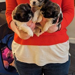 Shih Tzu Puppies from We Shih Tzu Not!