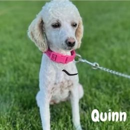 Quinn - Poodle