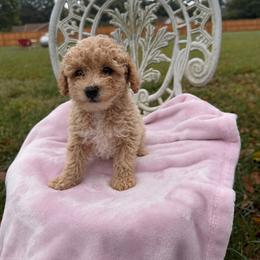 Charli - Apricot male Poodle puppy in Apex, North Carolina from Happy puppies