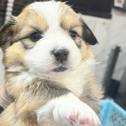 Pembroke Welsh Corgi Puppies from Trotter Hill Farms