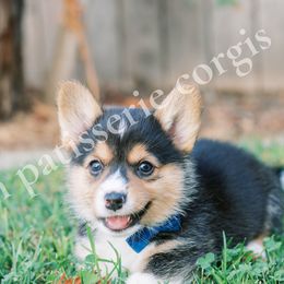 Pembroke Welsh Corgi Puppies from H Patisserie Corgis