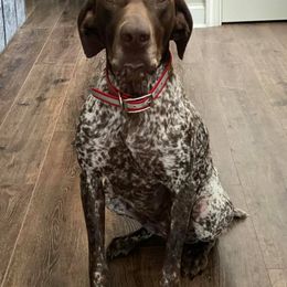 German Shorthaired Pointers from Relentless Bird Dogs
