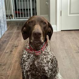 German Shorthaired Pointers from Relentless Bird Dogs