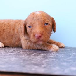 Rusty - Red male Aussiedoodle puppy in Apache Junction, Arizona from Loving Doodle