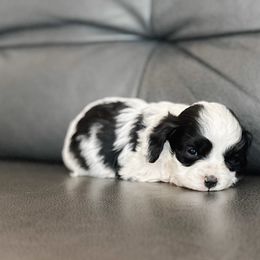 Frost - Black and white male Cavapoo puppy in Saint George, Utah from Fitzdoodles