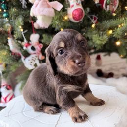 NIKKI ready 12.24 - Chocolate and tan female Dachshund puppy in Richmond, Virginia from Irresistible Dachshunds & Cavaliers