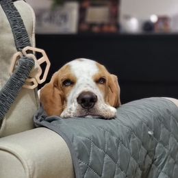 Basset Hound and Dalmatian Puppies from Lazy B Bassets and Dalmatians