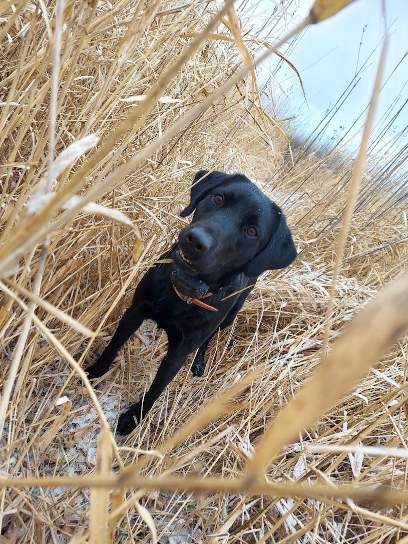 Piper