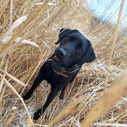 Piper - Labrador Retriever