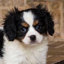 Cavalier King Charles Spaniels, Cavapoos, Companion Crosses, and Papillons from Taliaferro Kennel
