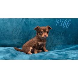Riff (chocolate tan-point) - Chocolate and tan male Chihuahua puppy in Patchogue, New York from Cloudshadow Kennels