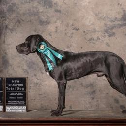 Manny - Catahoula Leopard Dog