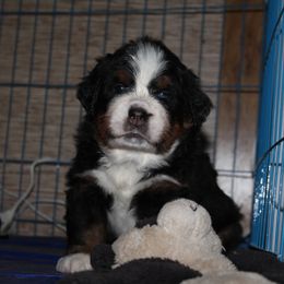 Bernese Mountain Dog Puppies from Baby Bear Bernese Kennel