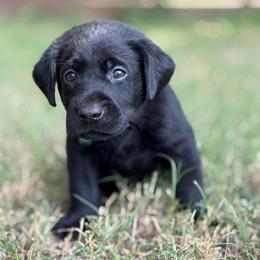 Green Collar - Black male Labrador Retriever puppy in Quinlan, Texas from Wright Way Retrievers