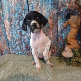 Girl 4 - Black roan female German Shorthaired Pointer puppy in Laporte, Minnesota from Northern Odyssey Gun Dogs