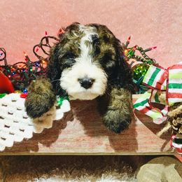 Bernedoodle Puppies from Moose Tracks Bernedoodles