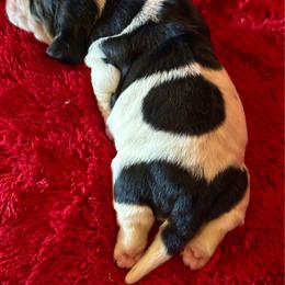 Loretta - Black brown and white female Basset Hound puppy in Hillsboro, West Virginia from Bear Foot Bassets Of West Virginia