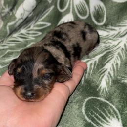 Lainey - Dapple female Dachshund puppy in Goldthwaite, Texas from Mini Mama Dachshunds