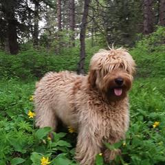 Australian Labradoodles and Double Doodles from Maid in Montana Australian Labradoodles