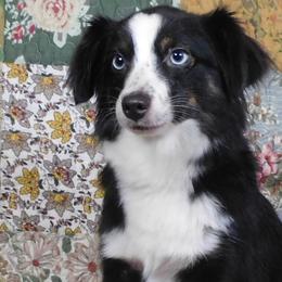 Diana - Toy Australian Shepherd