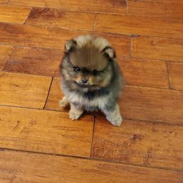Pomeranian Puppies from Donna's Pomeranians