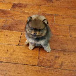 Pomeranian Puppies from Donna's Pomeranians