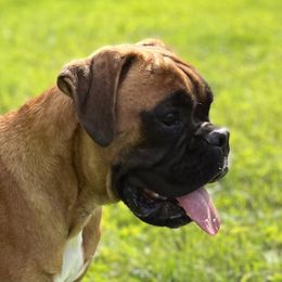 Boxer Puppies from Von Royal Dell'Infinite Bellissimo Deutscher