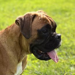 Boxer Puppies from Von Royal Dell'Infinite Bellissimo Deutscher
