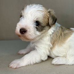 Miniature Schnauzers and Poodles from LR&R Dog Co.