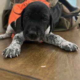 Dizzy - Black roan female German Shorthaired Pointer puppy in Bainbridge, Georgia from Chapman Bird Dogs