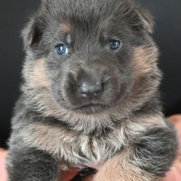 Lavender - Blue female German Shepherd puppy in Florissant, Colorado from Vom Dortmunder German Shepherds