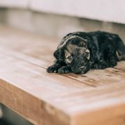 Boy 7 - Whoodle puppy in Delta, Utah from Dunes and Doodles