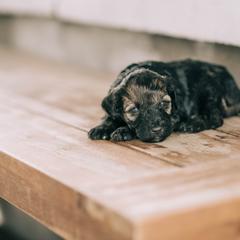 Boy 7 - Whoodle puppy in Delta, Utah from Dunes and Doodles