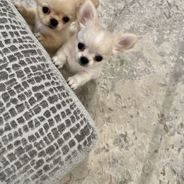 Chihuahua Puppies from Bijou Chihuahua’s