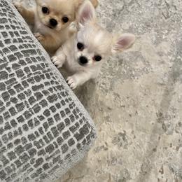 Chihuahua Puppies from Bijou Chihuahua’s