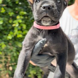 Female 1 - Black female Cane Corso puppy in California from Donato Kennels