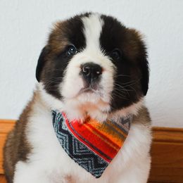 Saint Bernard Puppies from Atkinson Saint Bernards
