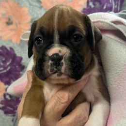 Colbie - Fawn female Boxer puppy in Elyria, Ohio from Just-A-Wyn Boxers