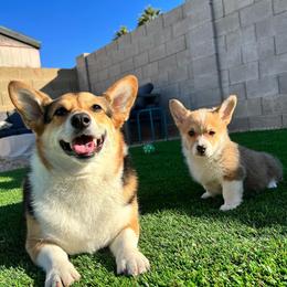 Pembroke Welsh Corgi Puppies from Enok Corgis