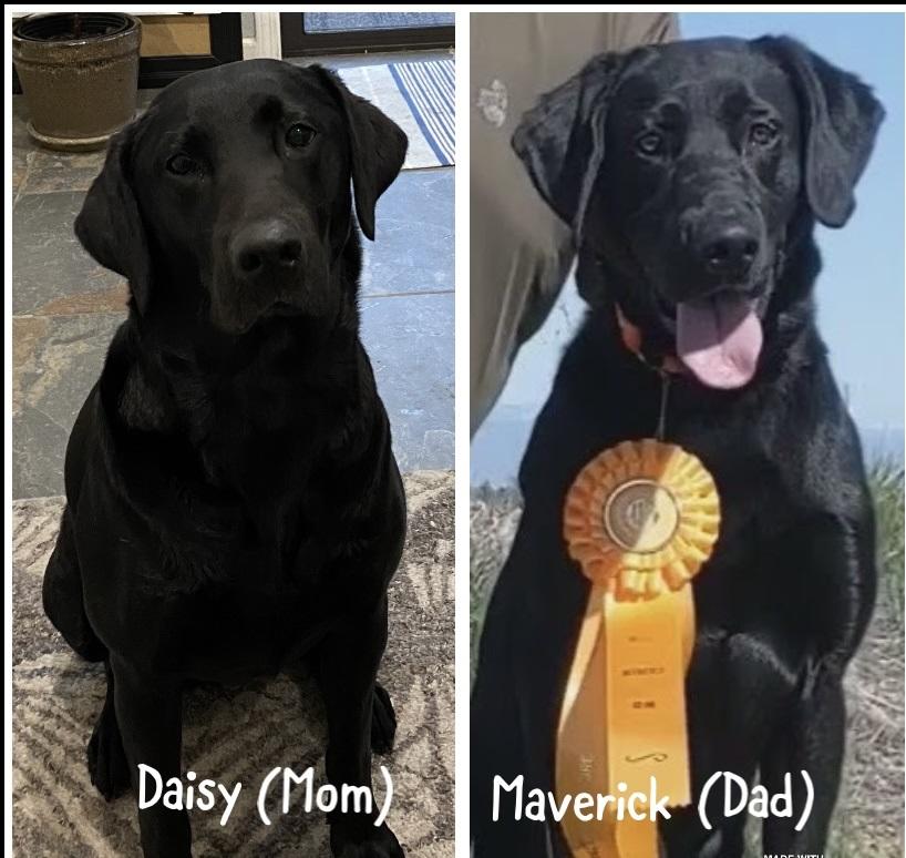 Labrador Rdorado El Dorado Labradors in California | Labrador Retriever puppies | Good Dog
