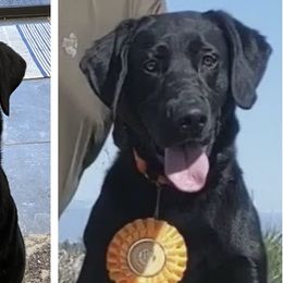 Labrador Retrievers from El Dorado Labradors