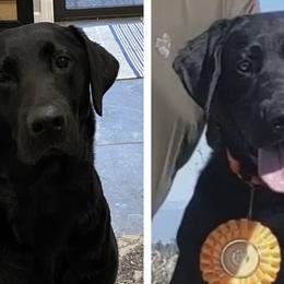 Labrador Retrievers from El Dorado Labradors