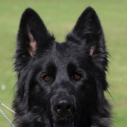 Bonnie - German Shepherd