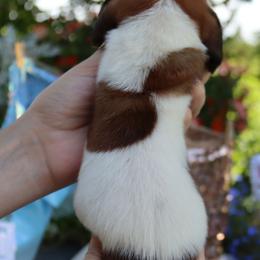 Coast - Mahogany and white female Basset Hound puppy in Pollock, Missouri from Northstar